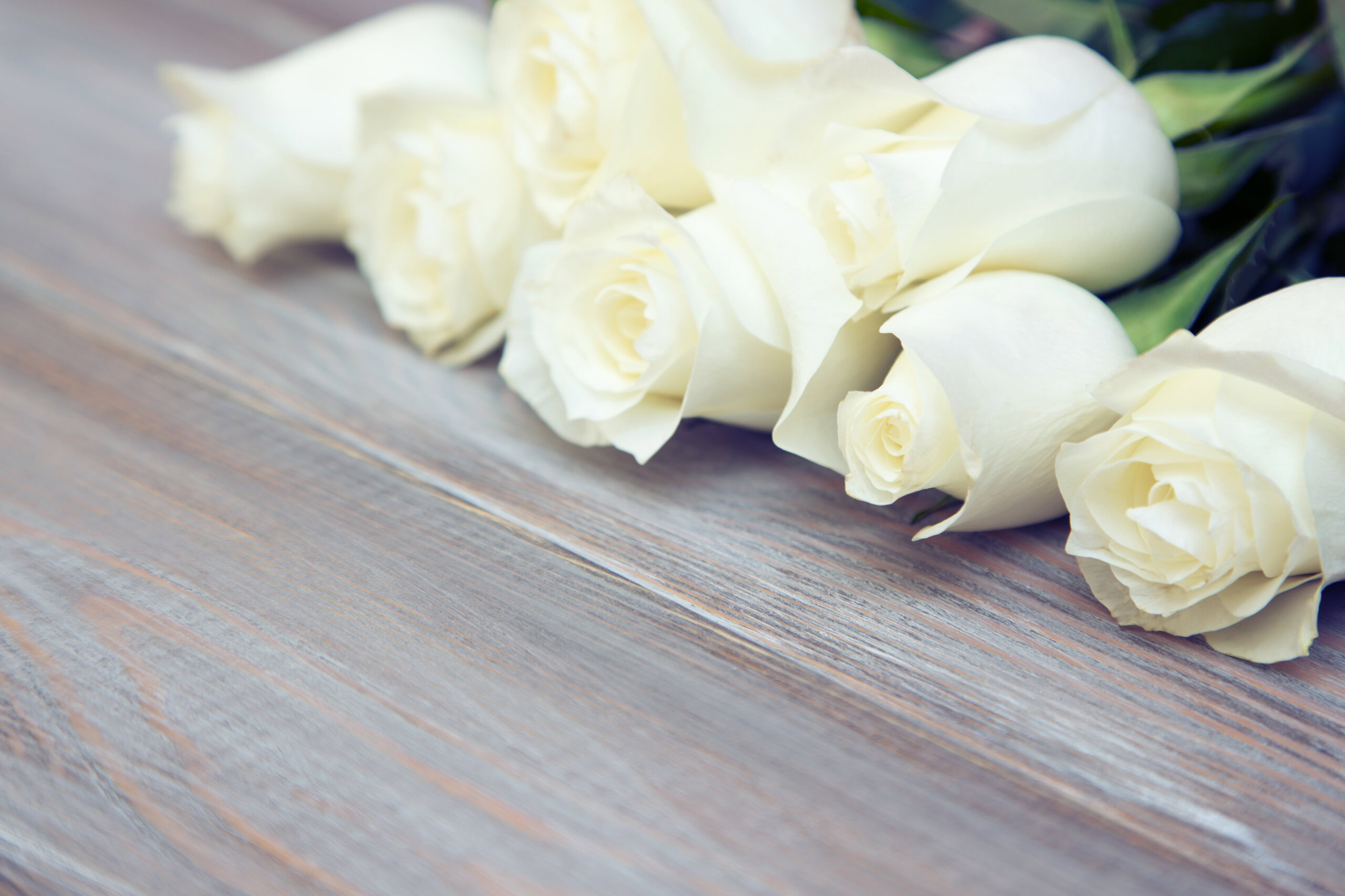 White Rose. A bouquet of delicate roses on a white background. Place for text, close up. Romantic background for spring holidays.