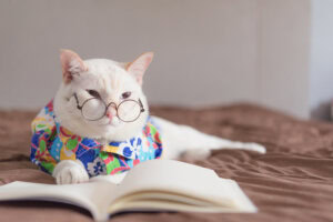 Portrait of White Cat wearing glasses and reading book,pet fashi
