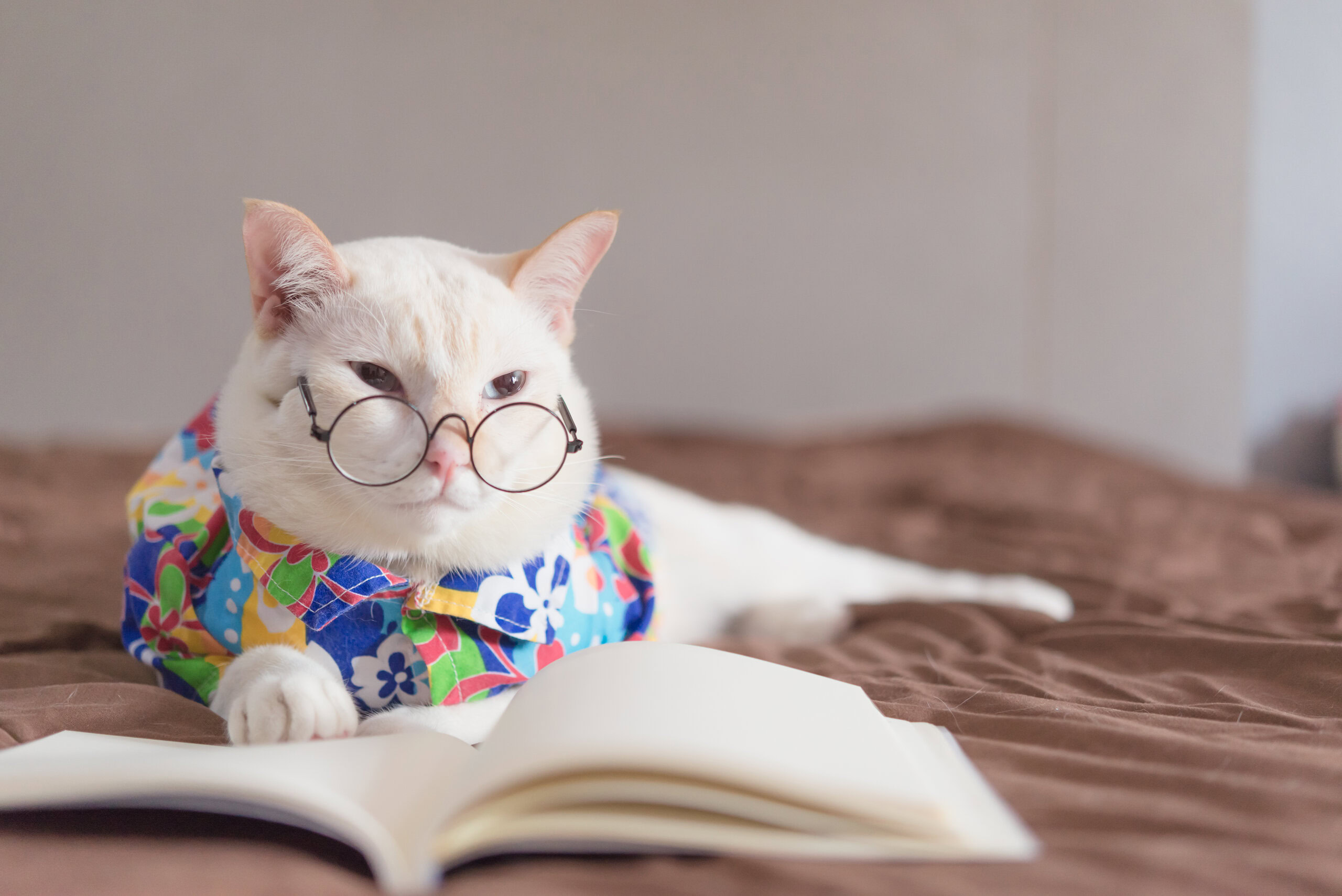Portrait of White Cat wearing glasses and reading book,pet fashi
